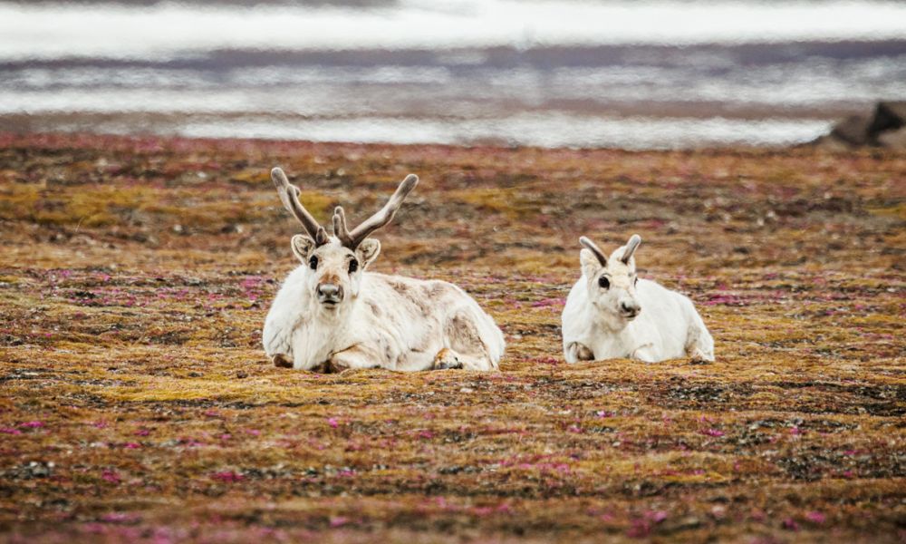Svalbard reindeer calf and mom in Andreetangen, Svalbard