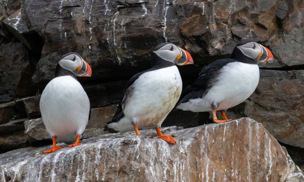 They usually nest within a large group. Three Atlantic puffins nesting in a cliff