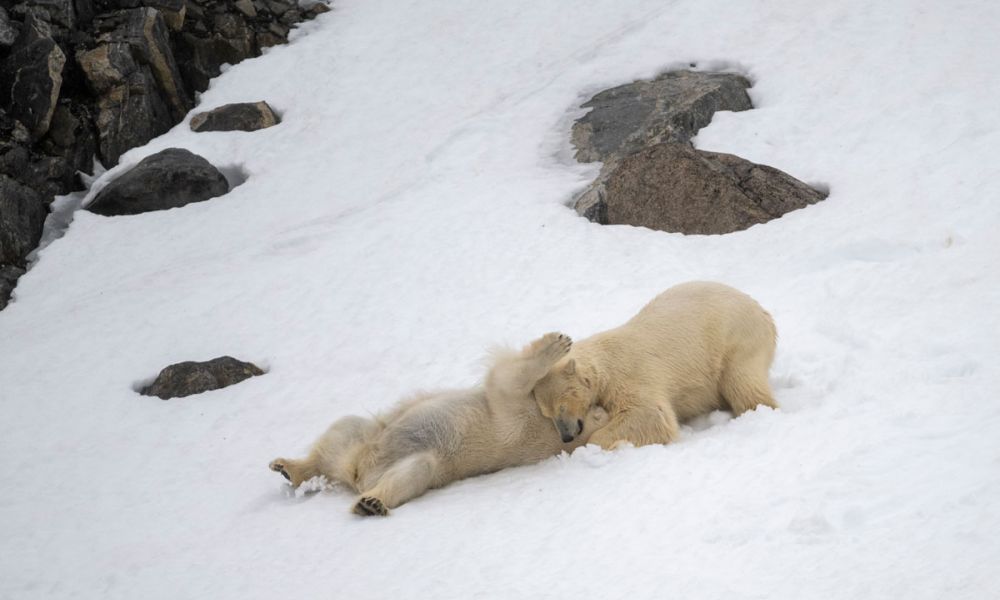 two polar bears playing in the snow found at Smeerenburg