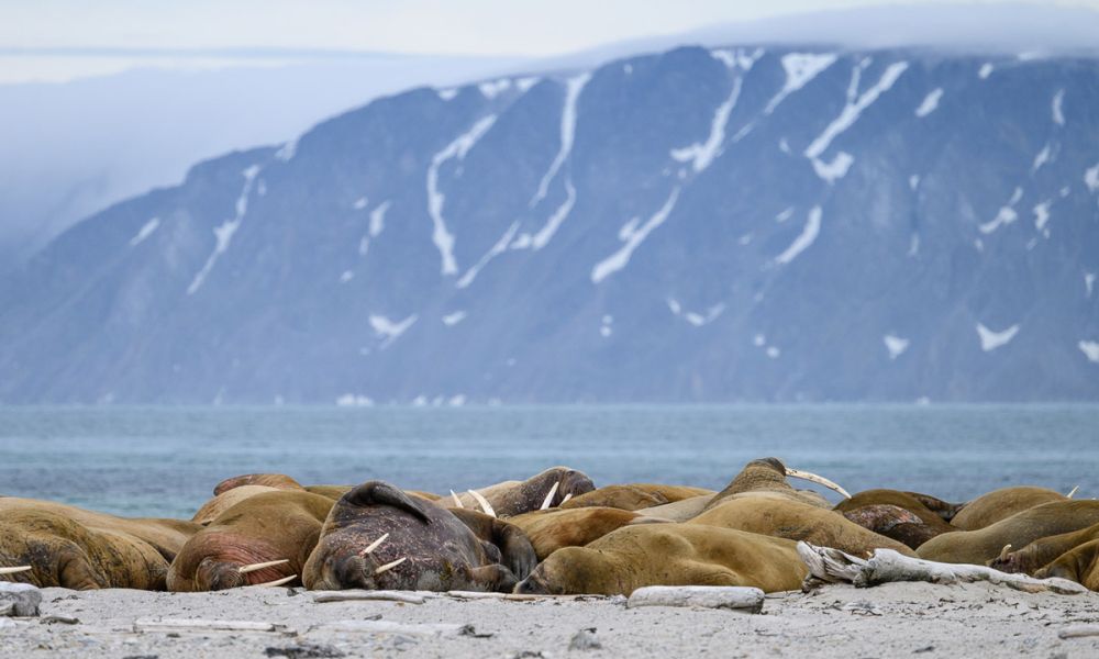 Their colony is extremely social and noisy, with thousands of walruses gathered together Walrus colony resting