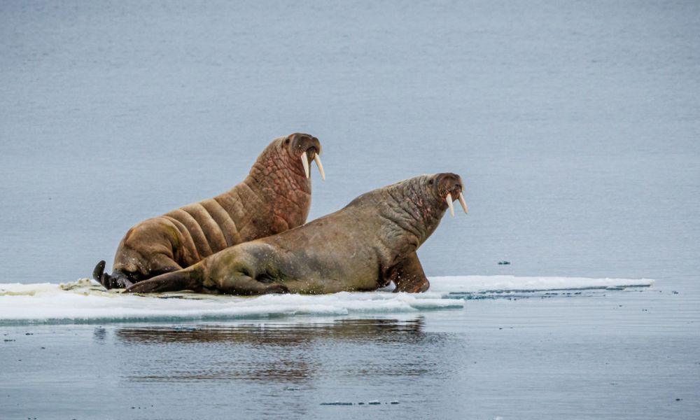 Their tusks are elongated upper canine teeth Two walruses observed in the ice pack at Russebukta, Svalbard