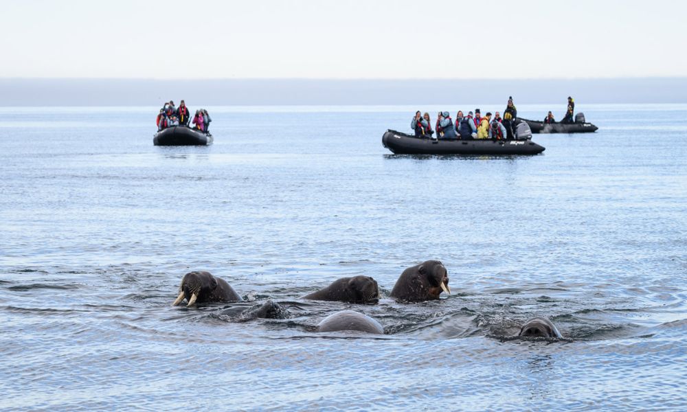 Guests observing walruses during their zodiac excursions Walruses observed at sea while two of our zodiacs, filled with guests, watched nearby