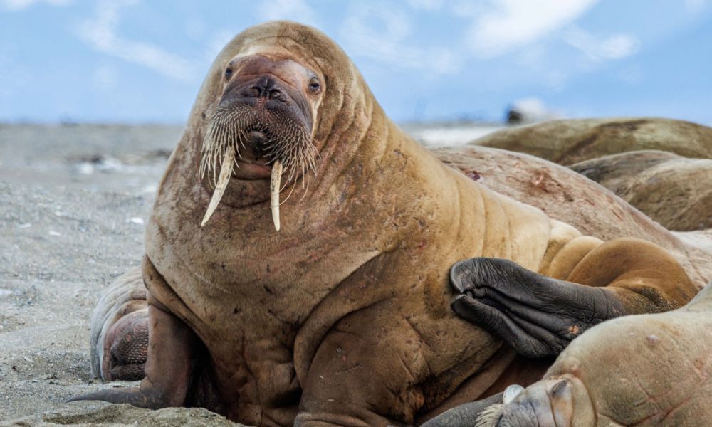 These animals can weigh up to 2 tons (1,800 kg) Walrus