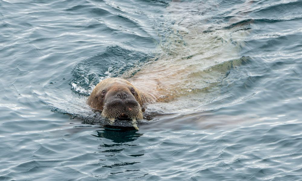 They spend two-thirds of their lives in the water Walrus swimming in the water