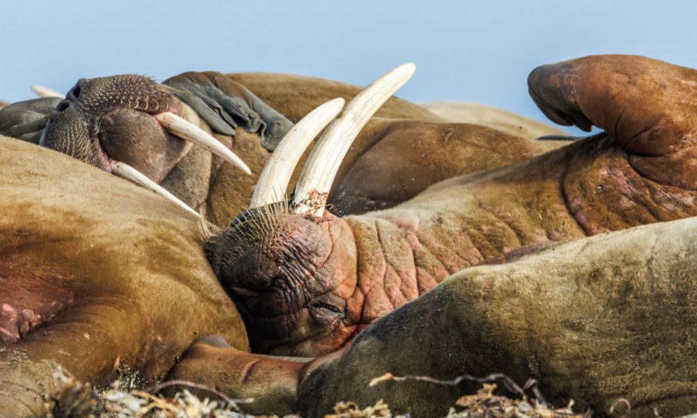 Their tusks grow throughout their lives Walruses resting together with their tusks in focus