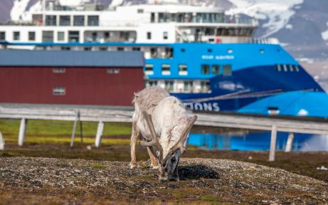 Svalbard Reindeer grazing in front of Ocean Albatros, Ny-Ålesund, Svalbard