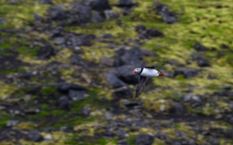 Jan Mayen is a safe haven for seabirds like Puffins. Puffin flying in Jan Mayen volcanic Island