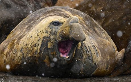 Southern elephant seal with its mouth open 