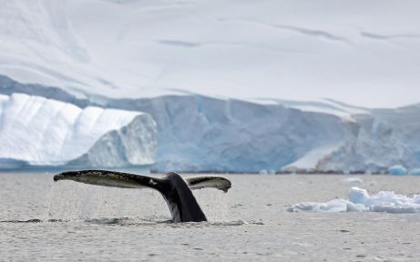 Humpback whale off Paradise Bay, Antarctica