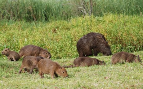 Capybaras in Iberá wetland