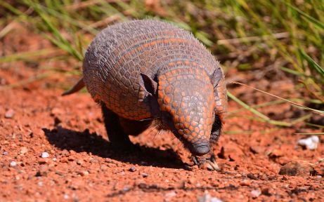 Armadillo in the Argentinian Pampas