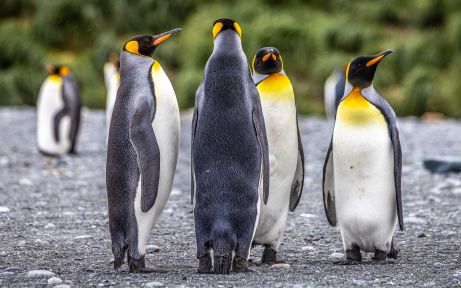 Penguins at Cooper Bay