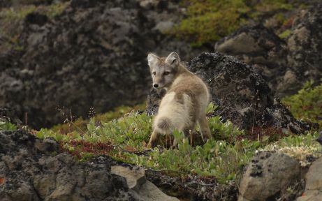 Arctic fox on the prowl
