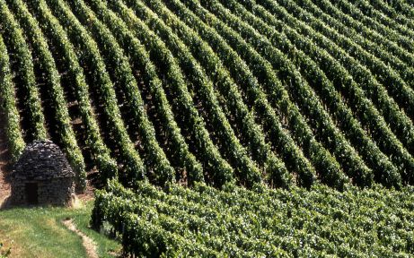 Vineyard in France