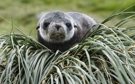 Fur seal puppy in Patagonia