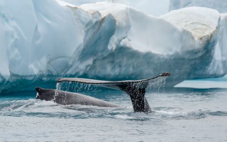 Humpback whales in Ilulissat Icefjord, Greenland