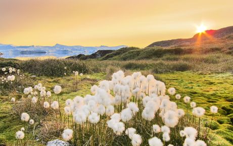 Cotton Grass under the Midnight Sun, Ilulissat, Greenland Cotton Grass under the Midnight Sun, Ilulissat, Greenland