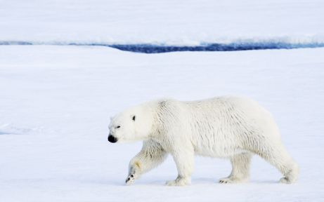 Polar Bear on Svalbard, Norway