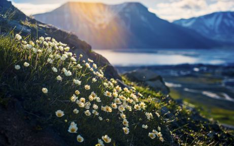 Summer flowers on Svalbard, Norway
