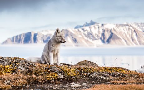 Arctic Fox, Svalbard, Norway Arctic Fox, Svalbard, Norway