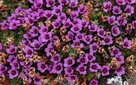 Flowers in Ahlstrandhalvoya - Ingeborgfjellet