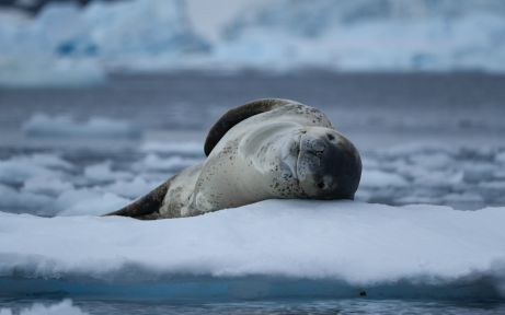 Leopard seal resting in the snow