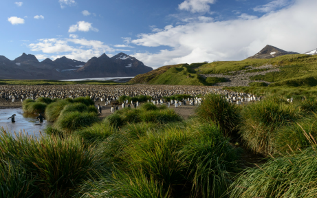 King Penguins at Salisbury Plain, South Georgia