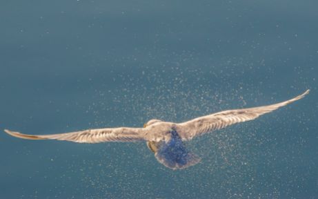 Seabird on the hunt