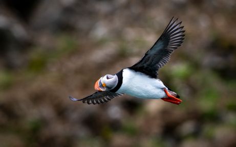 Atlantic puffin flying in Fjordtende Julibukta