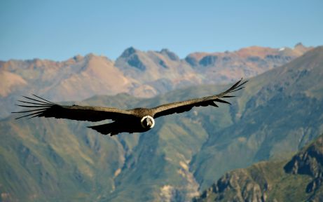 Condor soaring up the Andes' peaks