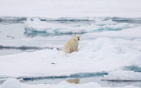 Polar bear in the pack ice