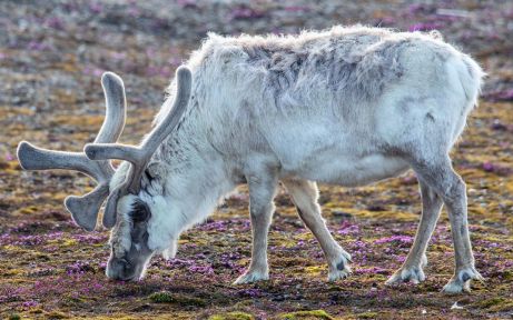 Svalbard reindeer eating flowers 