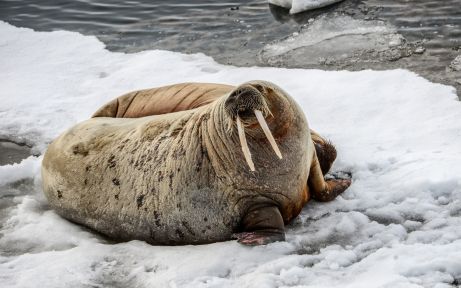 Two walruses seen resting on the ice